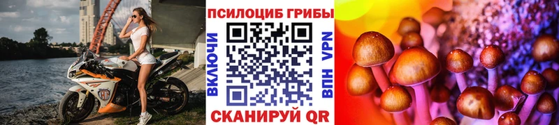 KRAKEN ссылки  Куртамыш  Галлюциногенные грибы Psilocybine cubensis 